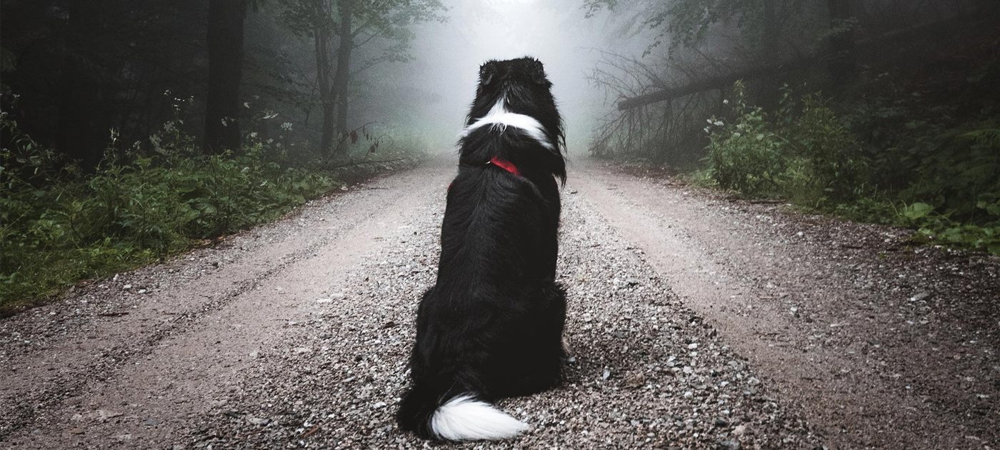 A dog sitting on a forest road