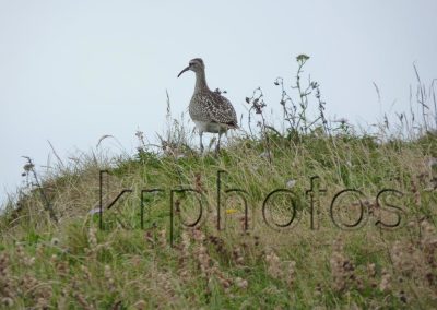 Bird walking, a photograph by Kristin Rongve