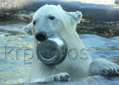 Dinner time, a photograph by Kristin Rongve