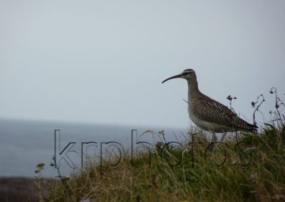 Eye to eye, a photograph by Kristin Rongve