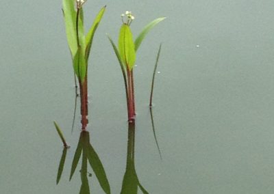 Water flower reflection, a photograph by Kristin Rongve